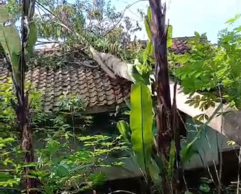 Poton Tumbang Menimpa Rumah
